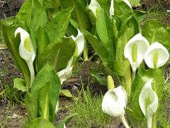 大阪南部の春、4月の花々・・♪（花の文化園・和泉リサイクル公園・泉佐野でランチ）