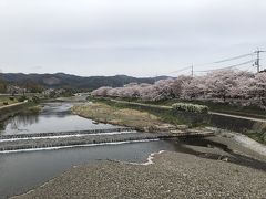 桜散歩　上賀茂神社～賀茂川・半木の道　　4月12日　
