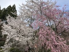 花を求めて⑨ お花見三昧  歩き回った京都女子 旅