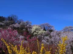 ◆百花繚乱・福島の桃源郷・花見山 ,２０１９ , Part２