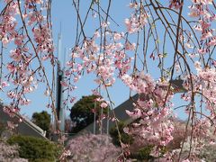 桜ショートトリップ♪　幸田文化公園のしだれ桜、高美団地の桜、神の声聞いた！？王滝渓谷の枝垂れ桜＆緑化センターの桜