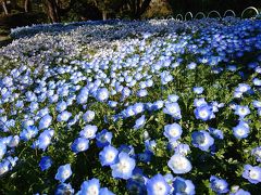 4月13日 横浜市児童遊園地やこども植物園の花々 東神奈川 保土ヶ谷 弘明寺 神奈川県 の旅行記 ブログ By わんこさん フォートラベル