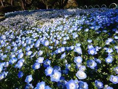 4月13日 横浜市児童遊園地やこども植物園の花々