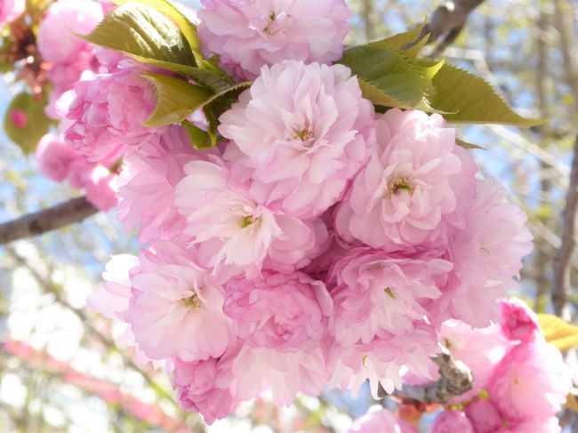 東京のソメイヨシノは散り始め、今年の桜の季節は後半戦。<br />この日は午後から所用があるので、近くで遅咲きも含め、いろいろな品種の桜が咲いている上野公園に行ってみることにしました。<br />上野桜守の会作成の上野公園桜マップをスマホに入れて、桜を探しながら、散策です。遅咲きは八重の丸々とした桜が多くてかわいいですね。<br /><br />本日観桜の品種は遅咲きを中心にざっと23種<br />　64.関山<br />　65.松月<br />　66.永源寺<br />　67.白妙<br />　68.紅華<br />　69.八重紅虎の尾<br />　33.八重紅枝垂<br />　70.妹背<br />　71.福禄寿<br />　72.蘭蘭<br />　73.天の川<br />　74.一葉<br />　75.霞桜<br />　76.鬱金<br />　18.江戸彼岸<br />　39.染井吉野<br />　77.舞姫<br />　78.思川<br />　79.千里香<br />　25.小松乙女<br />　80.園里黄桜<br />　22.御車返し<br />※番号は前回からの続き