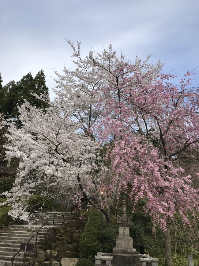 花を求めて⑨ お花見三昧  歩き回った京都女子 旅