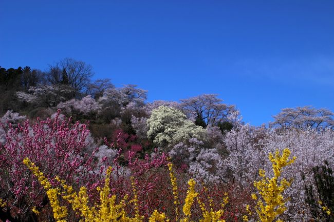 ☆４/９（火）、今年も福島の桃源郷こと花見山に行ってきました。<br />花見山は、写真家の秋山庄太郎氏（故人）が「福島に桃源郷あり」と讃え<br />毎年訪れた花の楽園です。<br />サクラ、レンギョウ、ハナモモ、モクレン、ボケ、サンシュ等、<br />春になると２０種以上の花木が競い合うように一斉に咲きだし<br />百花繚乱まさに桃源郷のような素晴らしい風景が楽しめます。<br /><br />Part1では花見山号バスの発着場から歩き始め花見山公園の中腹までご覧いただきました。<br />Part２では中腹から山頂を経て公園入口に戻り再びハクモレンの丘ビューポイントまでを<br />ご紹介します。<br /><br />