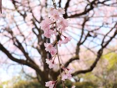 京都・花散歩　おまけの寺町通り