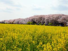 桜と菜の花のコラボ♪念願の権現堂桜堤と鷲宮神社をめぐる お花見さんぽ