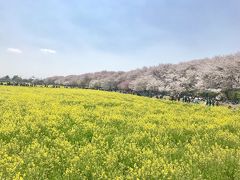 幸手権現堂桜堤でお花見