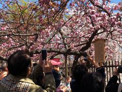 大阪造幣局の通り抜け桜を見に行ってみよう