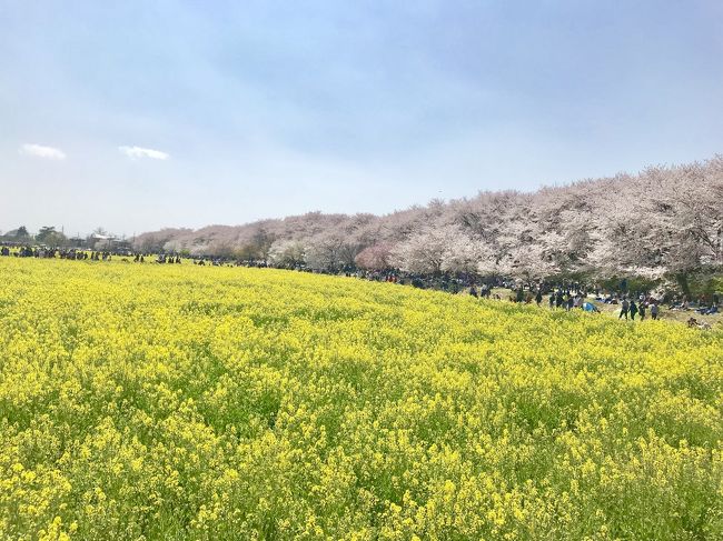 桜が満開になった週末に、幸手の権現堂桜堤へお花見に行きました。快晴でちょっと暑いくらいのいいお天気でした。<br /><br />都内から幸手駅までは乗り換えを入れて1時間45分ほどかかりました。幸手駅から権現堂桜堤まではバスを使う予定でしたが、たくさんの人手と交通渋滞のためバスが1時間ほど遅れているとか。そのため歩いて行くことに。歩いて行く人が多く、途中に案内の看板があるので道はわかりやすかったです。無料休憩所もありましたが、4月にしては暑い日差しの下を30分歩くのはちょっとつらかったです。足の悪い方などは時間に余裕を持って出かけて、バスを待ったほうがいいと思いました。<br /><br />権現堂桜堤に到着すると、たくさんの人が敷物を敷いてお花見をしていました。広々としているので人混みのごちゃごちゃした感じはあまりしませんでした。<br /><br />満開の菜の花と桜並木が本当に見事で、30分歩いて来た疲れも忘れました。まずは菜の花畑のほうに行って、菜の花越しに桜を鑑賞。その後で桜並木をゆっくり歩きました。ちょうど満開で、枝の先までいっぱいに桜の花が咲いていました。露店もたくさん出ているので、たこ焼きを買って食べました。たくさん人がいるのでトイレは並びます。臨時を含めて何ヶ所かトイレがあるので、お酒を飲む人は早め早めに並ぶことをお勧めします。<br /><br />菜の花と桜を堪能して帰路へ。帰りも幸手駅まで歩きました。権現堂桜堤付近は確かに道路が渋滞していましたが、バスに1回抜かされたので待ってバスに乗るのはやはりありだなと思いました。<br /><br />快晴の空の下で満開の菜の花と桜を見ることができてよかったです。