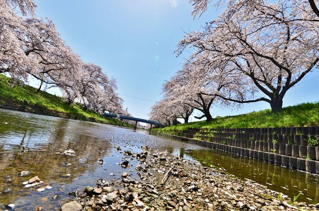 千本以上ものソメイヨシノが新境川の両岸にて.2019