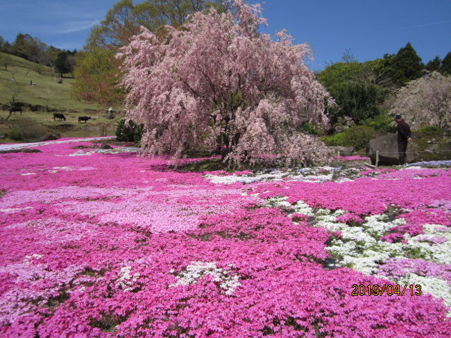 いってきました・・・山本牧場のしば桜をみてきました。<br />松山から車で約2時間30分ほどの高知県境に近い御国です。<br />牛さん・ニワトリさん・山羊さんおりの牧場です。<br />しば桜が有名になりテレビでも紹介されるようになりました。<br />しかし、宇和島は広い…海あり・山あり・渓谷あり・川あり・島々運河ありです。<br />秡川温泉に向かって車をはしらせていくと、山本牧場の案内板があります