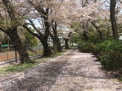 令和を迎える春 満開の桜&#127800;