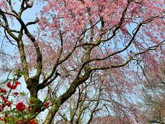 春爛漫 京都のお花見は桜の隠れ里 ”原谷苑の満開の桜”（村岩農園内のさくら園）(^O^)／