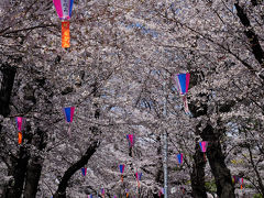 東京桜旅　～王子から雑司ヶ谷へ～