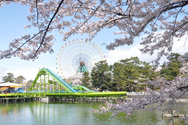 昨日は孫2号の入学式で、今日は孫3号の入園式!<br /><br />奥様は大忙しですが、午後は空くと言うので「華蔵寺公園」で待ち合わせ。<br /><br />家からチャリで30~40分。奥様が来る前に少し写真を撮りましょう。<br /><br />初めて華蔵寺公園の観覧車にも乗ってみました。<br /><br />風は冷たかったが天気がいいと本当に桜がきれいでした。