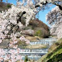 不良夫婦 宮城野早川堤の桜 を訪れる