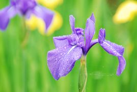 ★ひとりお花見部　石山寺でアヤメのお花見 ＋ 京都コロナでたまごサンドを食す★