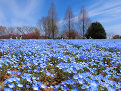 春の世羅高原で満開のネモフィラとしだれ桜に出会う旅