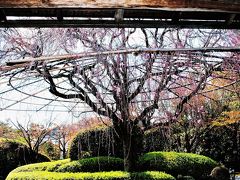 京都の桜 ②妙心寺の退蔵院 