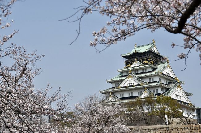 五月天の大阪城ホールライブを観るため、新幹線で日帰りしてきました。<br />例年より桜の開花時期が遅れたため、思いがけず満開の桜と大阪城を堪能する事ができました。