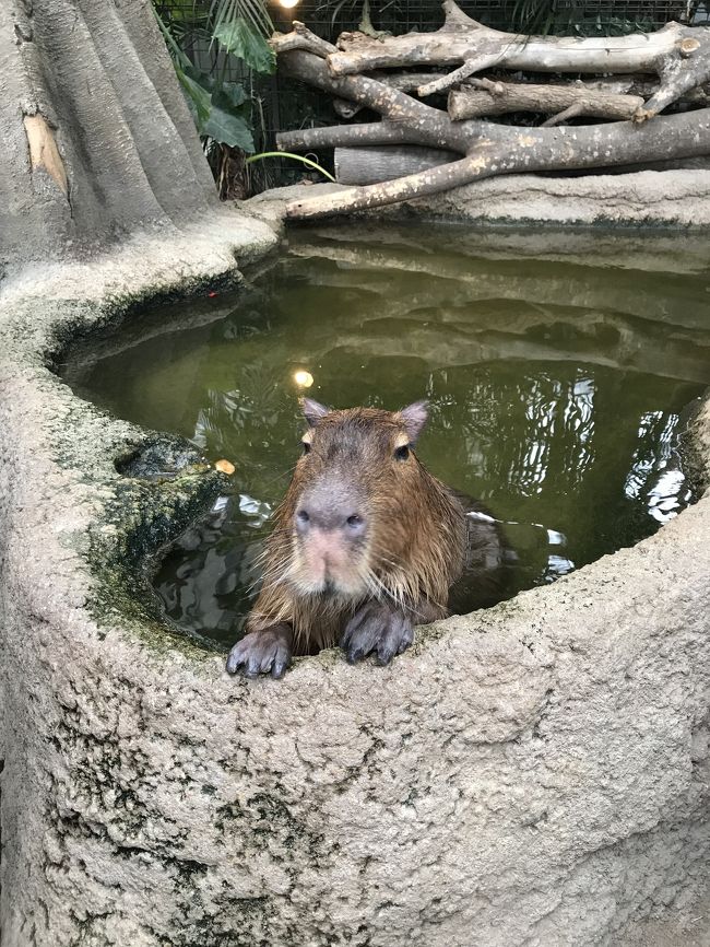 大阪から隣の兵庫県神戸へ泊まりで行ってきました。<br />目的は神戸どうぶつ王国♫<br />またまた動物触れ合ってきました(^^)<br />その日は元町に泊まって次の日はいちご狩りして帰りました(^^)