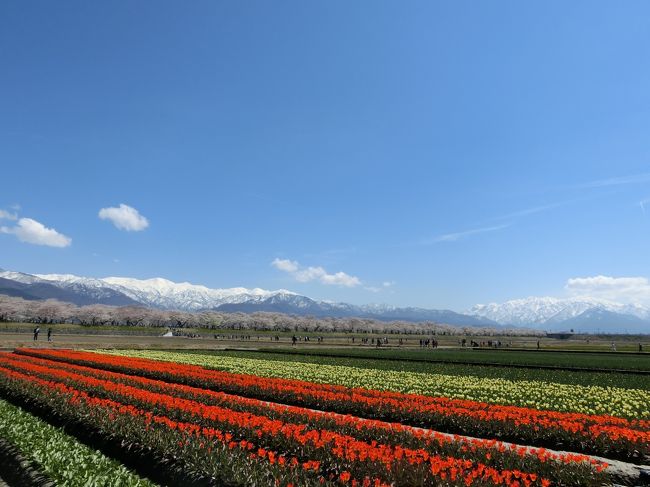 4歳娘と週末富山★絶景！春のカルテット