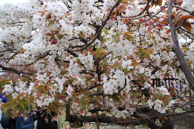 難波の春、桜の風物詩と言えば造幣局の通り抜けです。ほぼ、吉野桜が満開になった頃に通り抜けが始まります。八重桜を始めとして、紅手鞠や黄桜、楊貴妃というような珍しい種類が咲き誇ります。桜の花を愛でるのに、これほど多くの種類を一遍で見ることができるのは日本広しと雖も、ここだけだと思います。