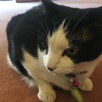 母と行く、土湯温泉の猫宿松雲閣に泊まる福島旅！②期待通り、おもてなしが暖かい宿でした♪