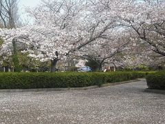 ２０１９年４月　山口県・山陽小野田市　須恵健康公園に４日間桜の咲き具合を見に行きました。