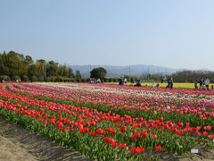 永楽ダムの桜＆和泉リサイクル環境公園のチューリップを楽しむ