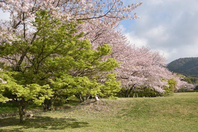 旬のスポット坂本八幡宮 大宰府 福岡県 の旅行記 ブログ By Shangmeiさん フォートラベル 旬のスポット坂本八幡宮 大宰府 福岡県 の旅行記 ブログ By Shangmeiさん フォートラベル