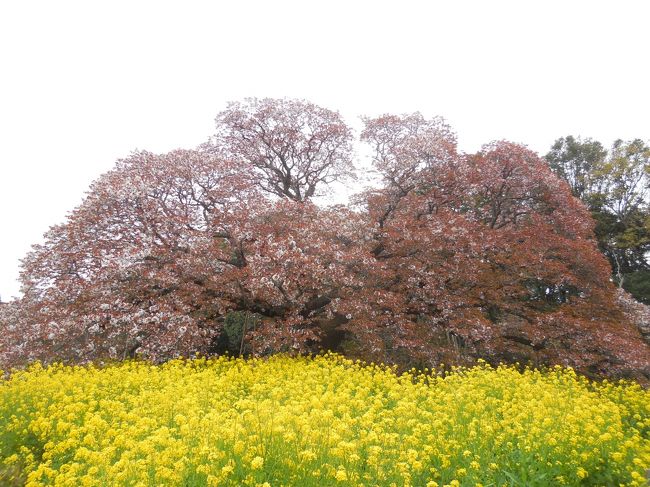 　吉高の大桜は樹齢300年を超える一本桜で、印西市の畑の中にぽつんと生えています。品種がヤマザクラであるためソメイヨシノの開花時期と比べておおよそ１週間ほど遅いといわれます。<br />　印西市のホームページに写真入りで適宜開花の状況が更新されており、ピークを過ぎていることは分かっていますが、ソメイヨシノの花があちこちに残っているため、ここの花が残っていることを期待して訪れました。