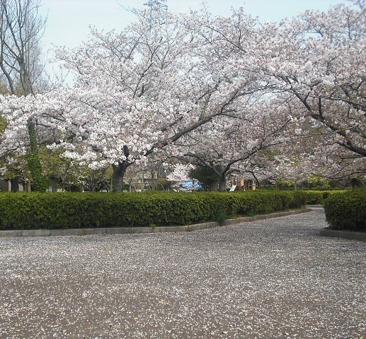 　須恵健康公園には桜の木が１２０本あります。<br />毎年ここに桜を見に行っています。<br />　今年の満開は４月２日頃の予定でした。<br /><br />　それで４月１日、３日、４日、９日に桜を見に行きました。<br />今年は寒い日もあったので長いこと桜を楽しめました。<br /><br />　頻回に同じ所に行ったので同じような写真ばかりです。<br /><br />　こちらは平たんな場所で、階段がある場所はスロープもあります。<br />高齢の人やデイサービスの人たちも楽しめる場所です。<br /><br />　４月４日は若山公園にも行ったので別の旅行記に掲載をしています。