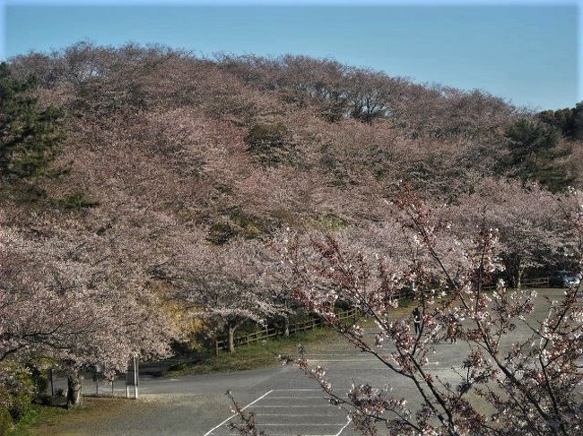 　竜王山には１万本の桜が植えてあります。<br />4月は開花が楽しみです。<br /><br />