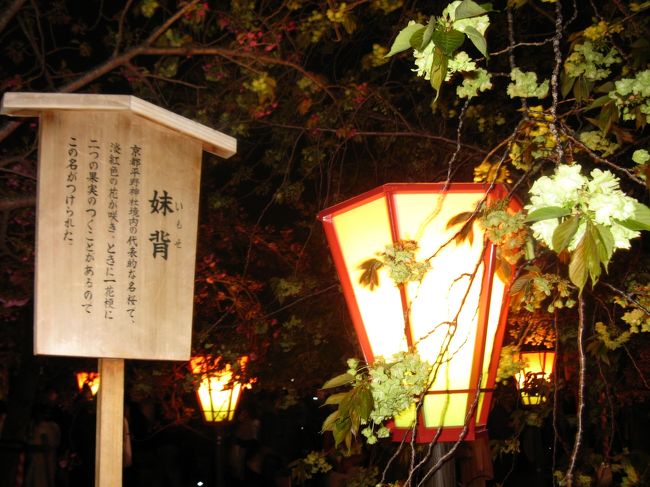 毎年恒例の大阪・造幣局の桜の通り抜けに行って来ました。公開は4月9日~16日まででした。今年は直前に寒の戻りがあったため、公開期間中は5分~6分咲で終わってしまいました。また唯一の日曜日の天気予報が雨だったので、前日の土曜日はとてつもない人出でした。<br /><br /> 2010年に一度さくらの通り抜けの旅行記を投稿しています。そちらもい見ていただけるとうれしいです。<br /> https://4travel.jp/travelogue/10466231<br /> こちらの方が晴れていて桜も満開です。<br /><br />この旅行記では<br /><br />〇 夜の大阪・造幣局の桜の通り抜けの様子<br /><br />〇 公開終了一週間後の造幣局のさくら<br /><br />〇 さくらの通り抜けの公開時の大川沿いのソメイヨシノ<br /><br />〇 定点観測。3月31日・4月13日・4月20日<br /><br /> をご紹介しています。