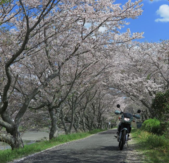 静岡県の桜の名所はすっかり葉桜を迎えてしまったけど、まだ満開の知らせがあるところを求めて早回りツーリング...