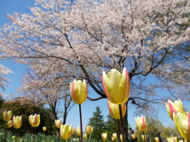 毎年恒例の昭和記念公園ファン倶楽部のチューリップオフ会が今年も開催。<br /><br />今回は雲一つない快晴の下、12名が集まりました。<br /><br />私は開門と同時に入場し、久しぶりに花の撮影に悪戦苦闘。<br /><br />チューリップは例年より咲いてないゾーンも多かったものの、状態はかなり良好で、桜もまだまだ見頃で、両方を同時に楽しめました。<br /><br />11時に皆が集まり、早速ピクニックランチがスタートし、美味しい食べ物を十分頂き、16時頃までたっぷりと楽しい時間を過ごしました。<br /><br />今回の参加者(コミュ参加順)<br />もろずみさん(管理人)、コクリコさん、唐辛子婆さん、CANさん、夏への扉さん、ぬいぬいさん、ひゅうひゅうさん、puyomushiさん、以下ゲストのOGAさん、kayoさん、BeZenちゃん、そして私 のりアロハ の計12名