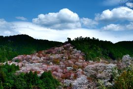 2019年春　念願の吉野千本桜へ！