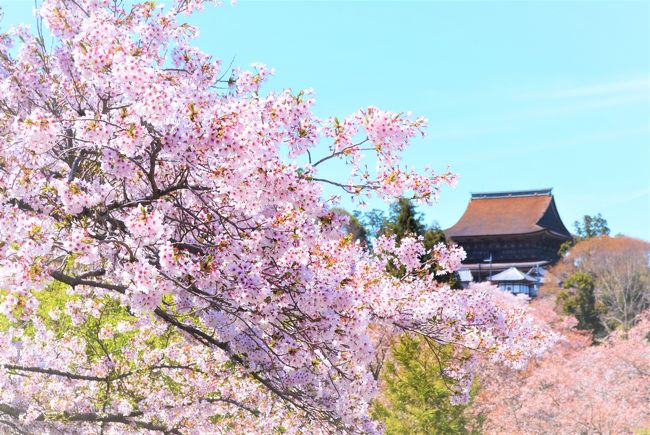 あおによし奈良県民の会社の先輩Nさんに<br />「JALの機内誌に、金峯山寺の<br />春のご開帳が載ってました～♪」と<br />お伝えしたら「では、行きましょう」<br />ということになり、春の桜の吉野山へ。<br />大阪造幣局「桜の通り抜け」にも行けた<br />週末☆桜ざんまいの旅行記.☆*<br />宜しかったらご覧ください。<br /><br />4/12<br />・NH：新千歳20:25→関空22:20<br />・東横イン大阪あべの泊<br />4/13<br />・青のシンフォニーで吉野へ<br />・奥千本→上千本→金峯山寺<br />・カンデオホテル橿原泊<br />4/14<br />・橿原神宮<br />・大阪造幣局<br />・JL：伊丹空港19:10→新千歳20:40<br /><br />・写真は吉水神社前から金峯山寺<br />