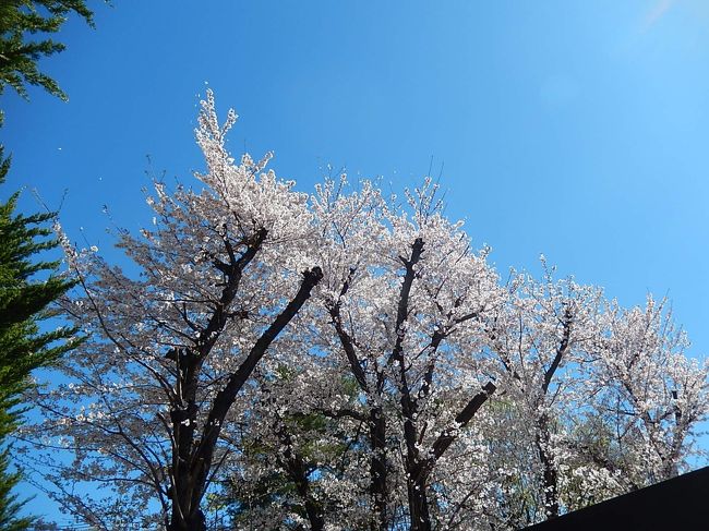 4月11日、午前10時16分頃にふじみ野市西鶴ケ岡公園で満開になった桜が見られました。　真っ青な青空に映えて美しかったです。<br /><br /><br /><br />＊満開になったソメイヨシノ桜