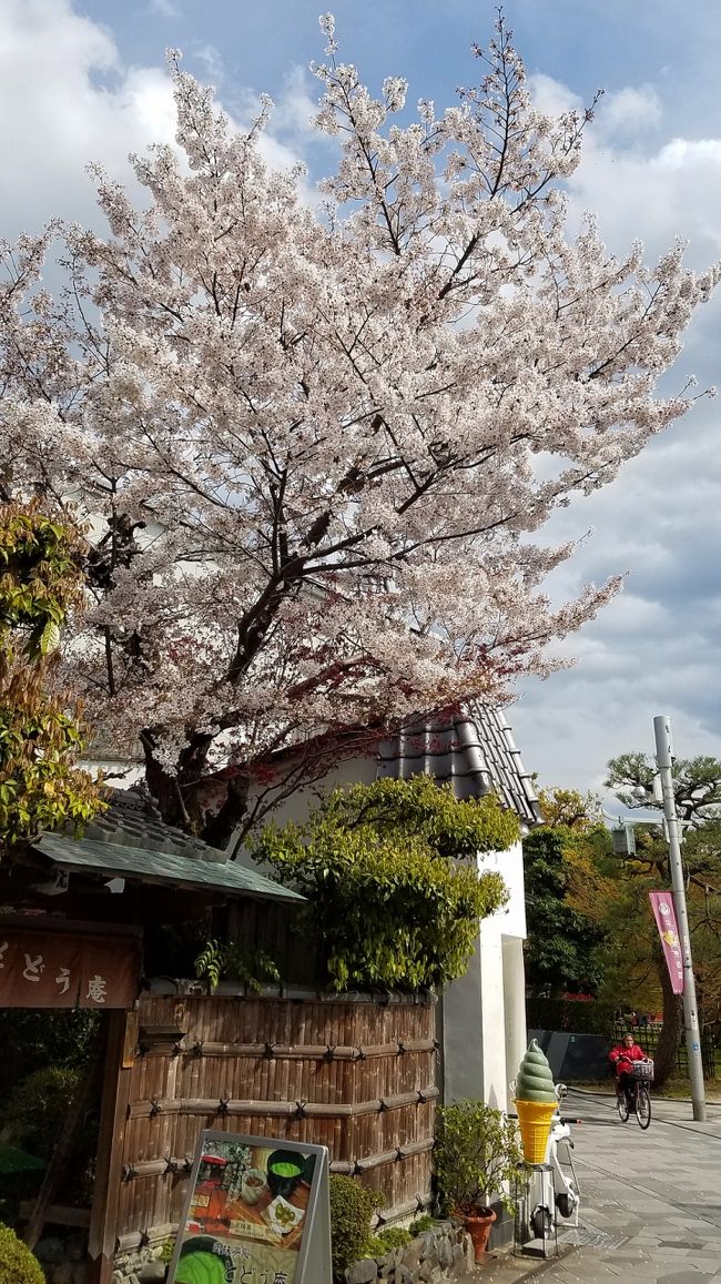 今日は、近所のカラオケおっちゃんが、運転免許証の更新で5月に高齢者講習の予約が取れて、大久保自動車教習所へ行く段取りになっているのですが、いつもなら羽束師の試験場である所、予約が込んでて7月になると言う事で、誕生日を1ヶ月過ぎていることから、何らかの理由で行けなかった場合にややこしくなるので、5月でOKの大久保にしました(これも当方が2月頃電話しました)<br /><br />でもって、実際には余り行ったことが無いので、本日下見に出掛けてきました。<br /> <br />高齢者のこの3段階試験(認知症試験→高齢者更新講習→本講習)のシステム、混んでいることを理由に、期日過ぎても行ってますが、何かもっと良い方法は無いンでしょうかね。<br />そもそも論で言えば、高齢化社会の昨今、「混む」事は判りきっているのに、それを理由に講習予約日をズルズルと先延ばしにして、講習者に不安感を与えているのですから、もっと検討する必要性を感じると共に、それが中々出来ない警察関係者の鈍くささに苛々します。<br /> <br />下見を終えて帰宅しようとすると、おっちゃんが「宇治行こ♡」って言うので、あ、ここからなら宇治はめちゃ近いヤン!と気付き、「それは名案!」と言う事で、宇治方面へ車を走らせました。<br /><br />小山を超えたらもう宇治!<br />桜も結構残ってて、その割に人が少なくのんびり出来ました。<br />平等院入り口への石畳道を入り、そこの駐車場に放り込んで、平等院には入らず(おっちゃんは足が悪いので)、入口前に有るスタバで、珈琲とキウイフルーツ&ヨーグルトタルトを戴いてきました。なんか女子力高~ッ♡<br /> <br />ポカポカひんやりな過ごしやすい陽気の中、80歳のおじいちゃんとデートしてきました♡<br /> <br /> <br />おっちゃんの車での急なお出かけだったので、カメラを持参して居らず、全てスマホでの撮影となりました。