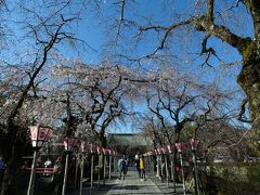 ０１．三嶋大社の桜　