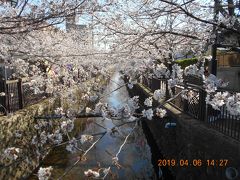 金山城と太田市内の満開の桜