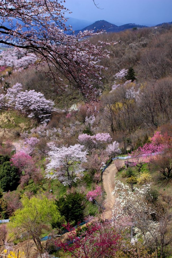 ☆４/９（火）、今年も福島の桃源郷こと花見山に行ってきました。<br />花見山は、写真家の秋山庄太郎氏（故人）が「福島に桃源郷あり」と讃え<br />毎年訪れた花の楽園です。<br />サクラ、レンギョウ、ハナモモ、モクレン、ボケ、サンシュ等、<br />春になると２０種以上の花木が競い合うように一斉に咲きだし<br />百花繚乱まさに桃源郷のような素晴らしい風景が楽しめます。<br /><br />Part1では花見山号バスの発着場から歩き始め花見山公園の中腹までご覧いただきました。<br />さらにPart２では中腹から山頂を経て公園入口に戻り再びハクモレンの丘ビューポイントまでを<br />ご紹介しました。<br />シリーズ最後のPart３では一般観光客はあまり足を運ばない<br />花の谷コースから善康寺展望台コースをご覧下さい。<br /><br />