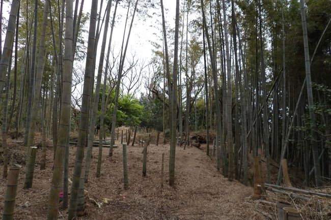 　葛原岡から大仏ハイキングコースに入ると、野村研究所跡への山道は、坂を下りる手前からと、坂を下りたところからの2つのルートがある。今回は坂を下りる手前から野村研究所跡へと向かった。この道はおよそ尾根道である。竹林になると右に大きく迂回し、グランド手前で坂を下りたところからの山道と合流している。本来は右に曲がってグランドと研究棟の間の竹林辺りに通じているのが普通だ。竹林のタケノコの問題があり、付け替えたのだろう。<br />（表紙写真は竹林の中のハイキングコース）