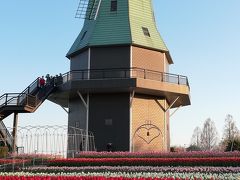 土浦総合公園でチューリップ