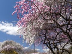 「小夜戸・大畑 花桃街道」のハナモモ_2019_約２kmの街道が見頃です。（群馬県・みどり市）