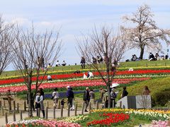 奈良県営馬見丘陵公園　チューリップが綺麗でした。